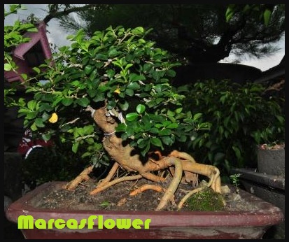 Detail Bonsai Mirten Juara Nomer 50