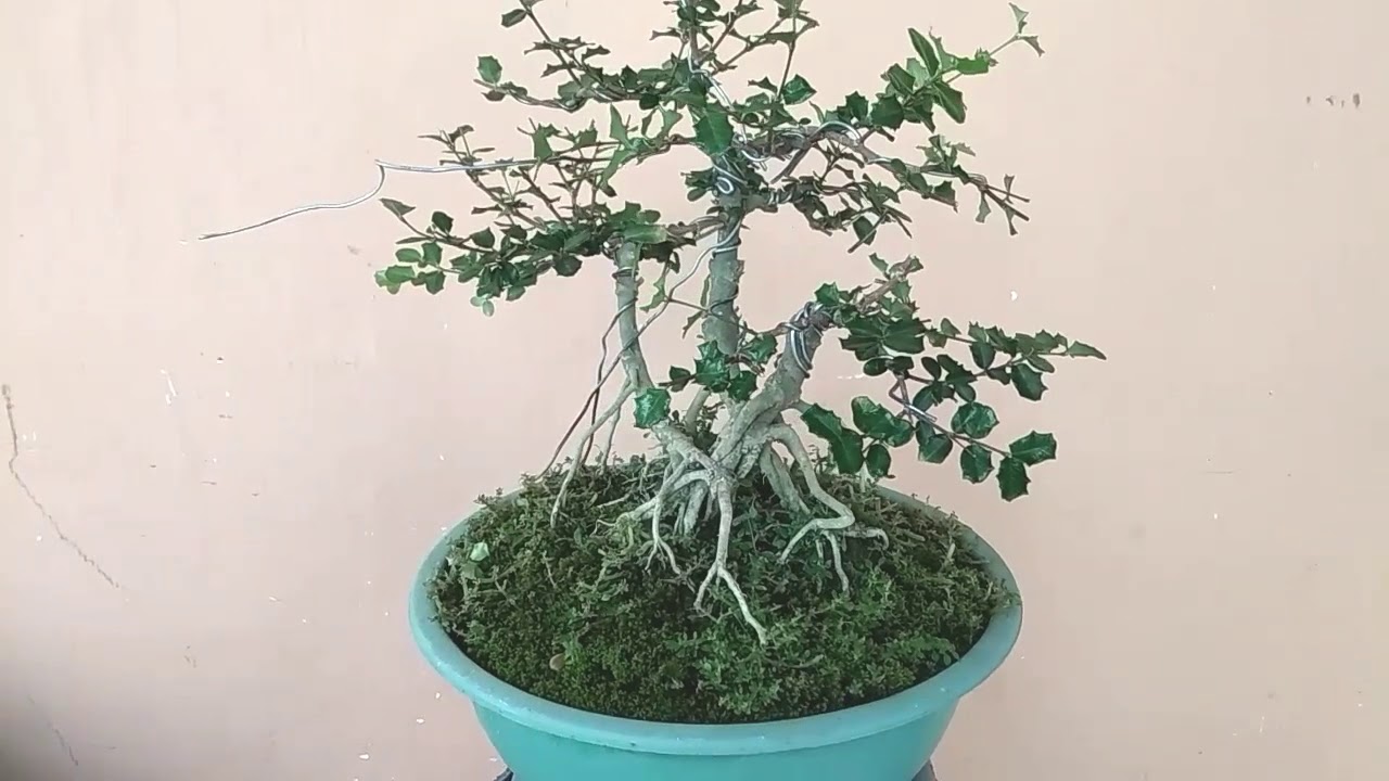 Detail Bonsai Mirten Juara Nomer 5