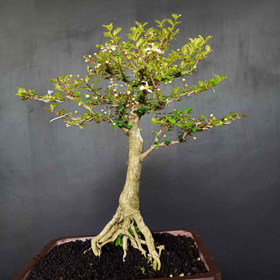 Detail Bonsai Mirten Juara Nomer 7