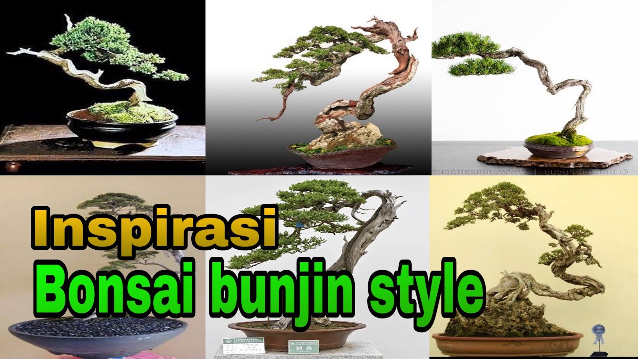 Detail Bonsai Model Bunjin Nomer 2