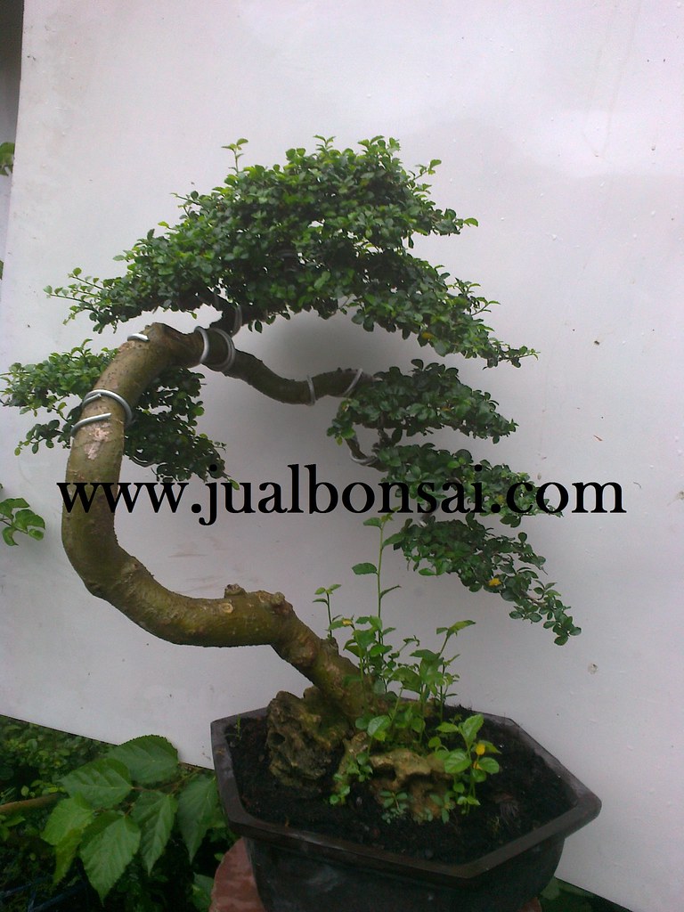 Detail Bonsai Model Bunjin Nomer 11