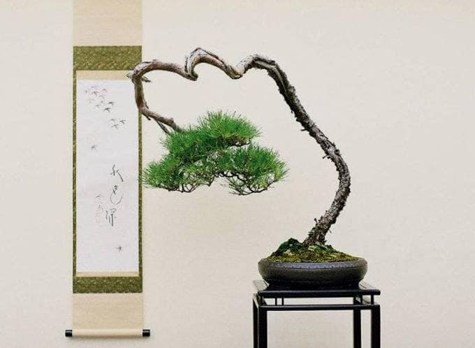 Detail Bonsai Model Bunjin Nomer 12