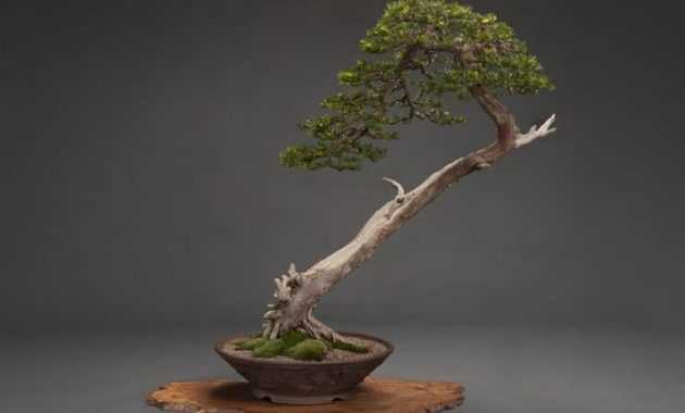 Detail Bonsai Model Bunjin Nomer 13