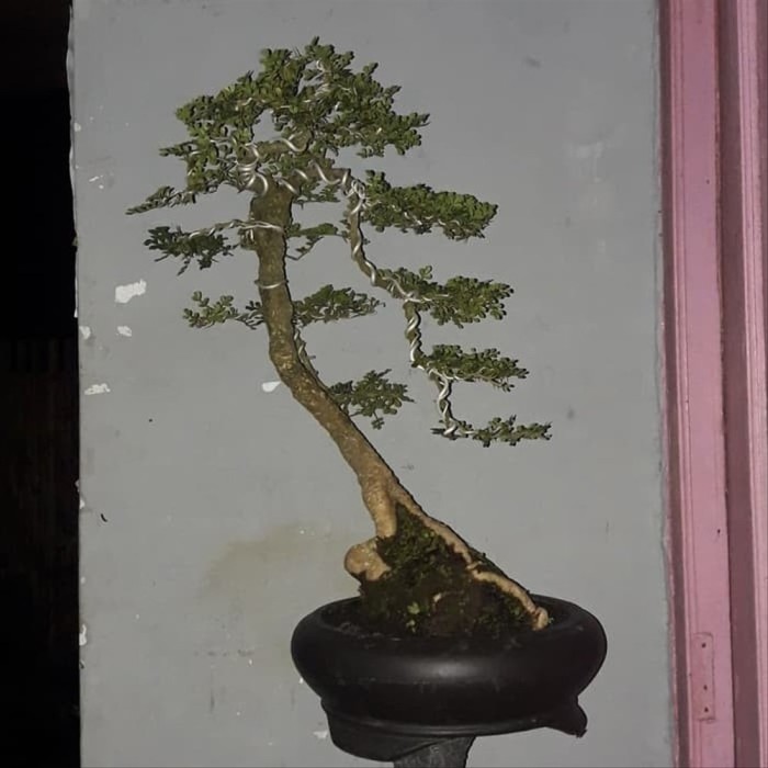 Detail Bonsai Model Bunjin Nomer 14