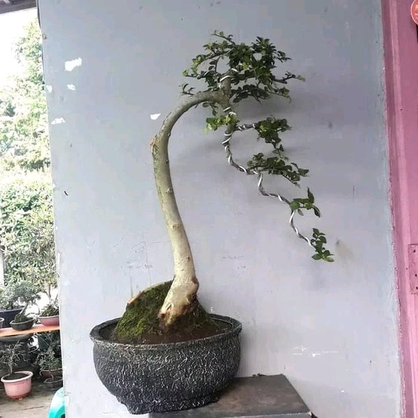 Detail Bonsai Model Bunjin Nomer 17