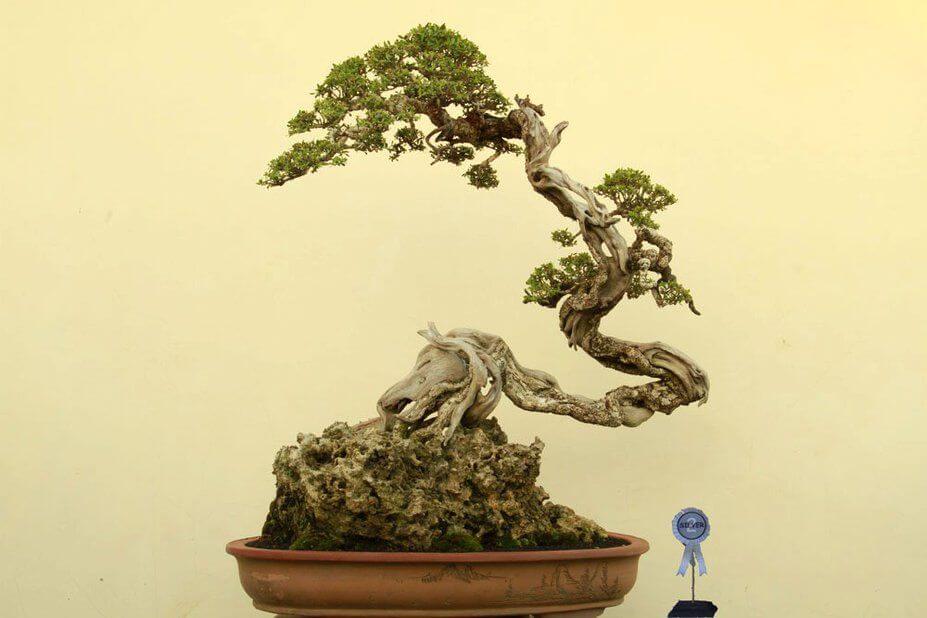 Detail Bonsai Model Bunjin Nomer 18