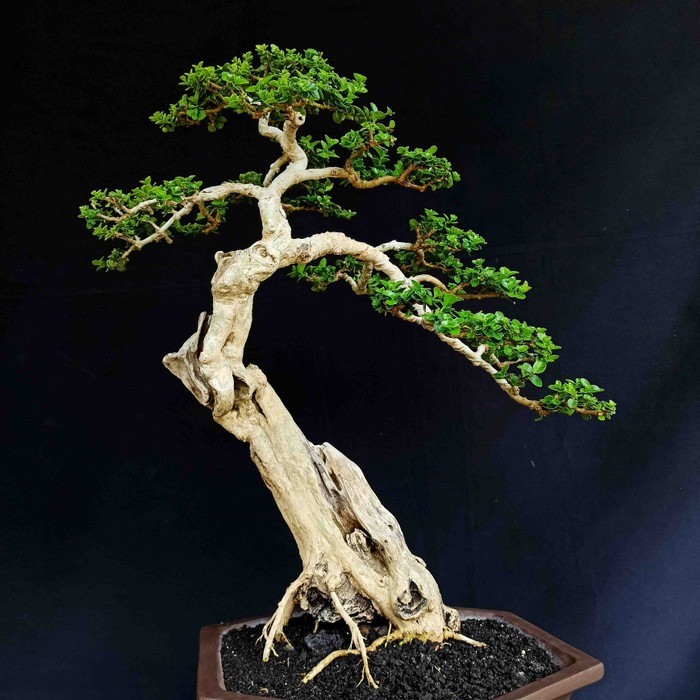 Detail Bonsai Model Bunjin Nomer 3