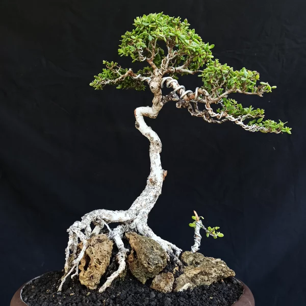 Detail Bonsai Model Bunjin Nomer 21