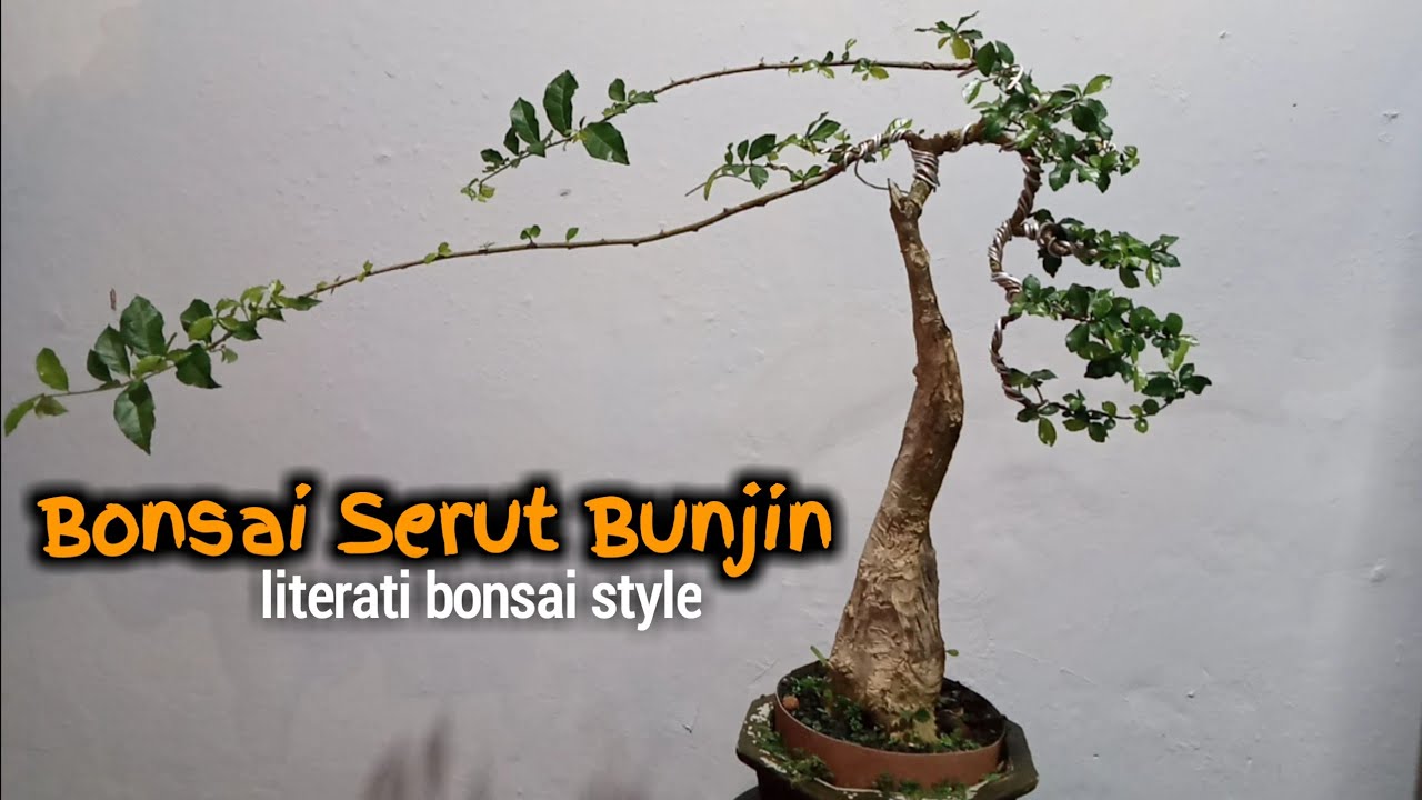 Detail Bonsai Model Bunjin Nomer 24