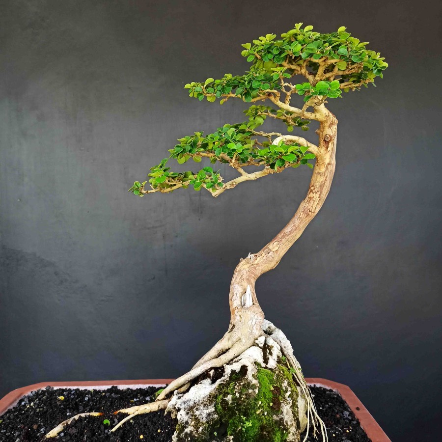 Detail Bonsai Model Bunjin Nomer 27