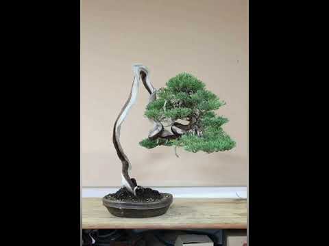 Detail Bonsai Model Bunjin Nomer 28