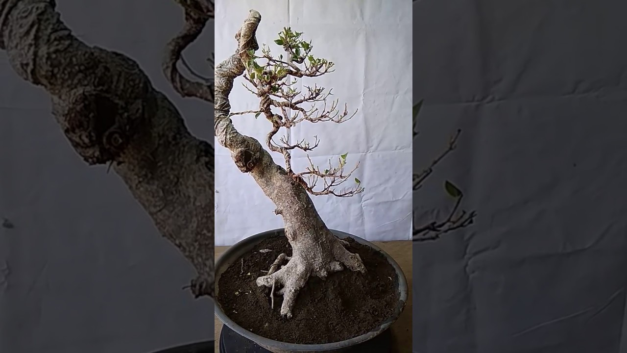 Detail Bonsai Model Bunjin Nomer 31