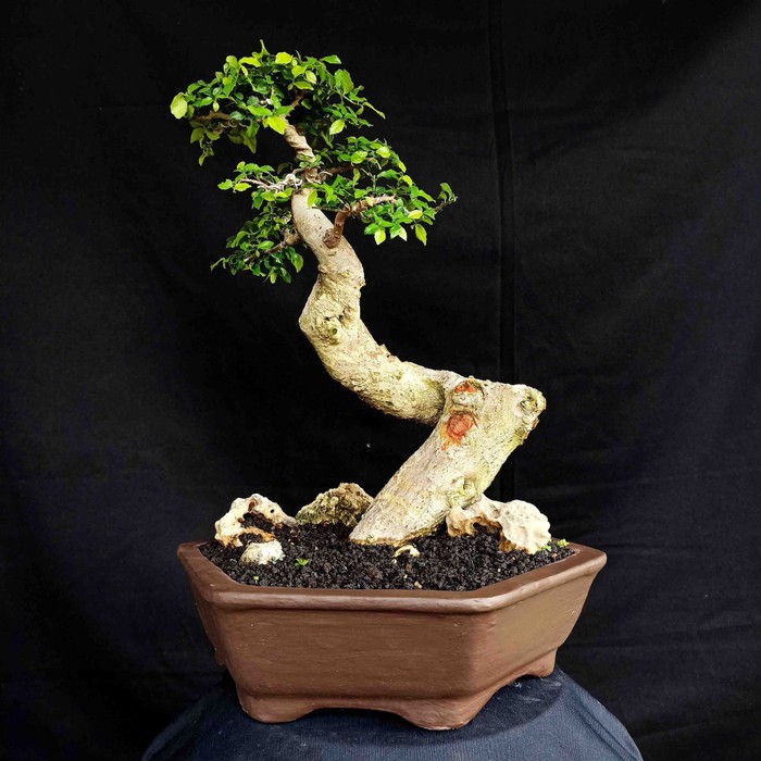 Detail Bonsai Model Bunjin Nomer 32