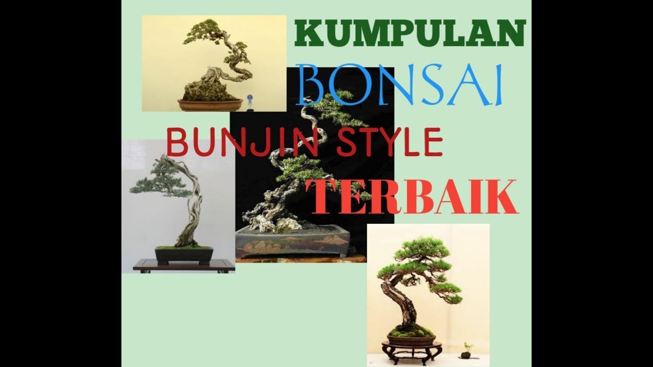 Detail Bonsai Model Bunjin Nomer 33