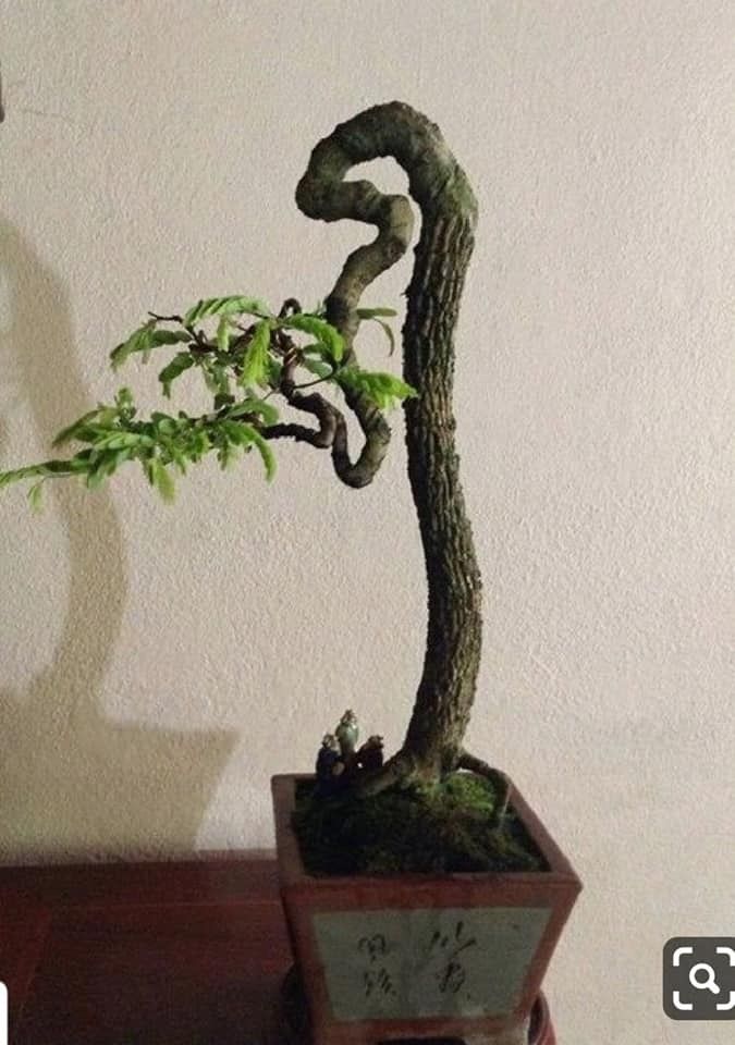 Detail Bonsai Model Bunjin Nomer 35