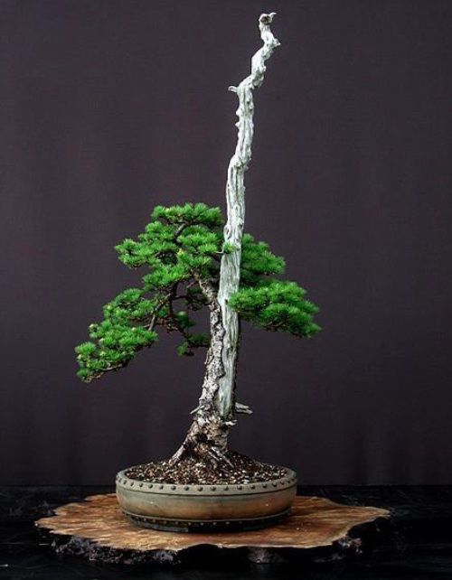 Detail Bonsai Model Bunjin Nomer 5