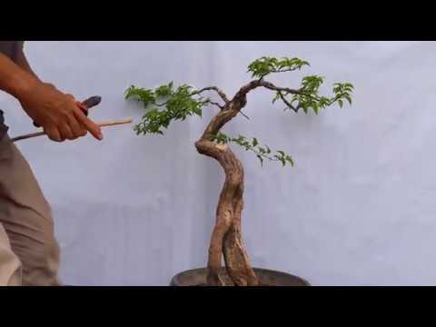 Detail Bonsai Model Bunjin Nomer 39