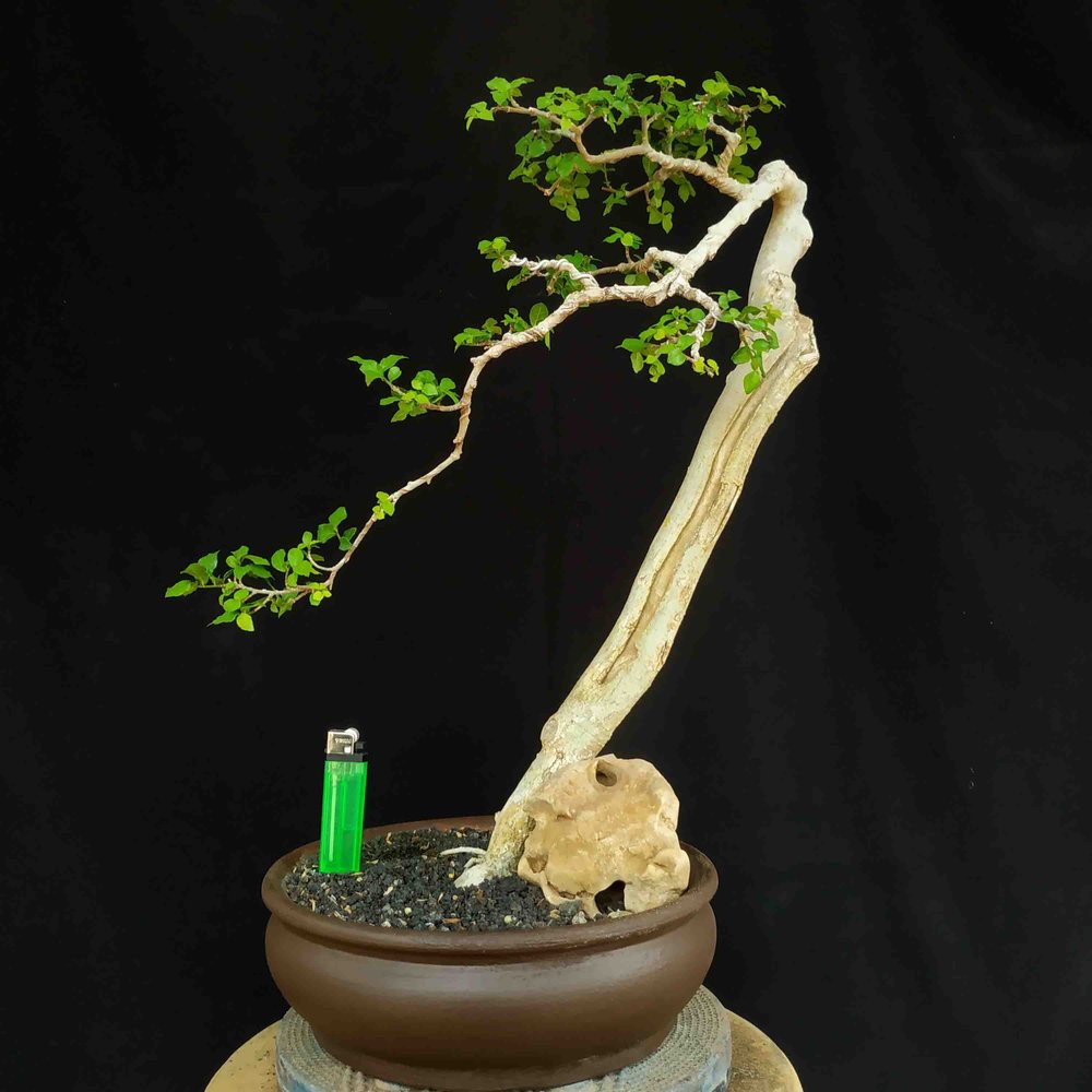 Detail Bonsai Model Bunjin Nomer 42