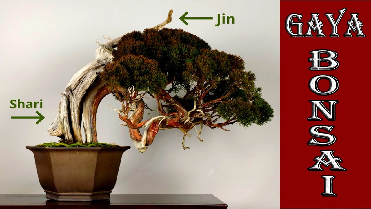 Detail Bonsai Model Bunjin Nomer 45