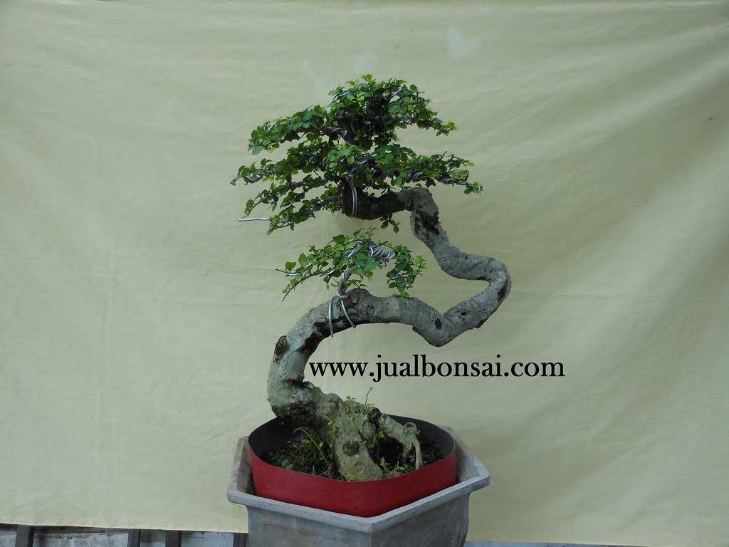 Detail Bonsai Model Bunjin Nomer 6