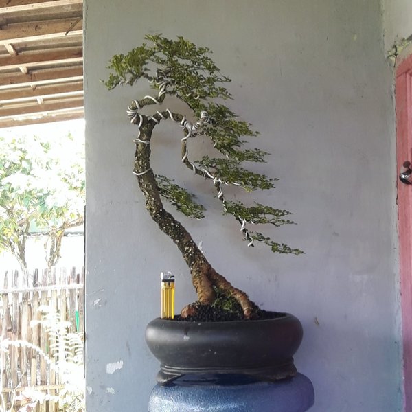 Detail Bonsai Model Bunjin Nomer 7