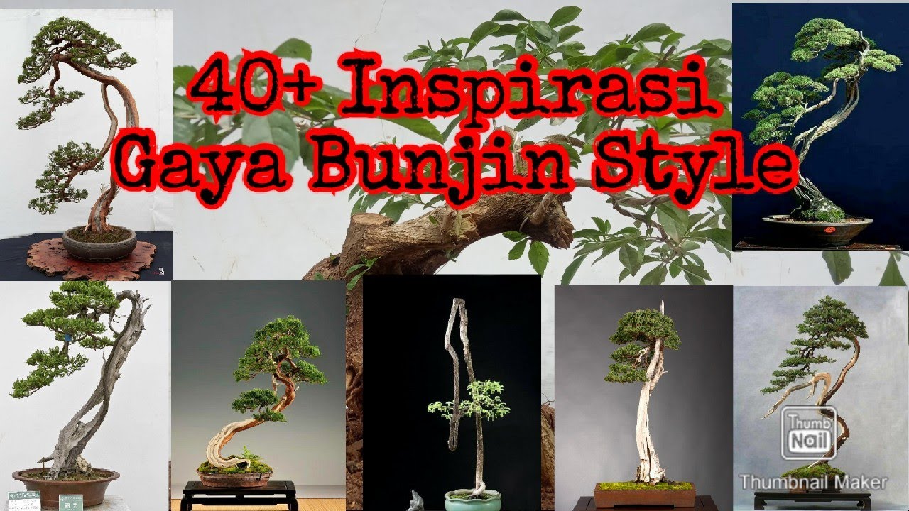 Detail Bonsai Model Bunjin Nomer 9