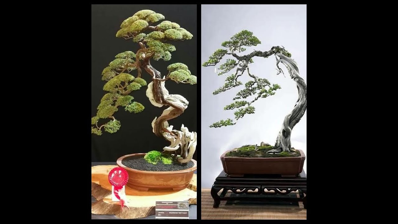 Detail Bonsai Model Bunjin Nomer 10