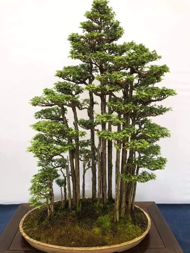 Bonsai Model Hutan - KibrisPDR