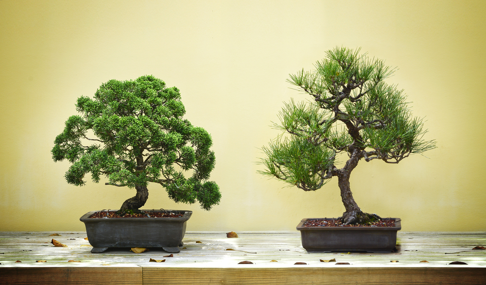 Detail Bonsai Model Hutan Nomer 17