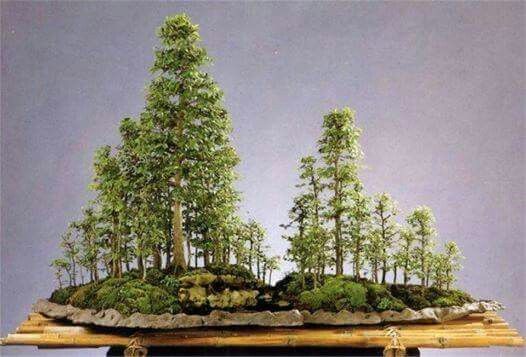 Detail Bonsai Model Hutan Nomer 19