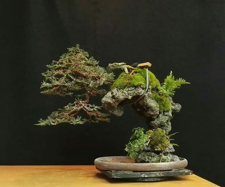 Detail Bonsai Model Hutan Nomer 24