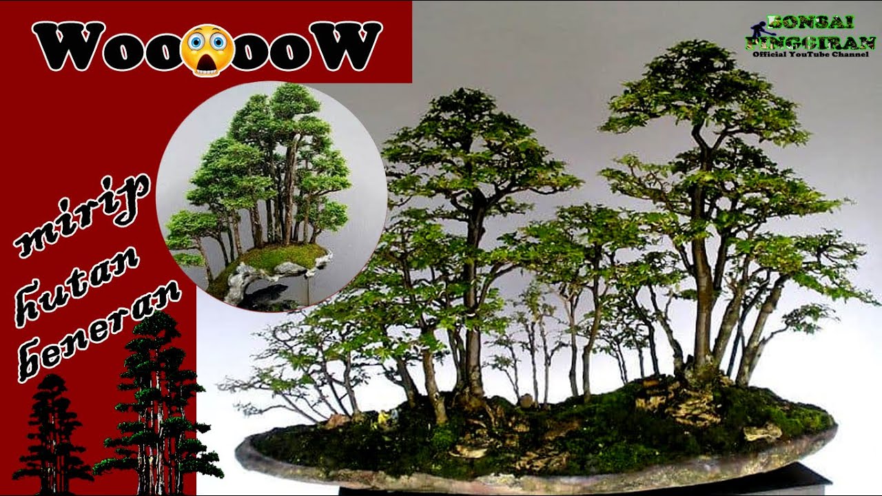 Detail Bonsai Model Hutan Nomer 26