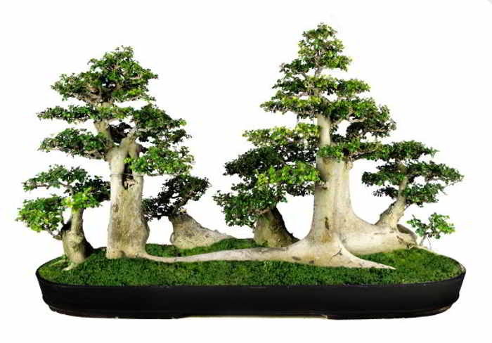 Detail Bonsai Model Hutan Nomer 27