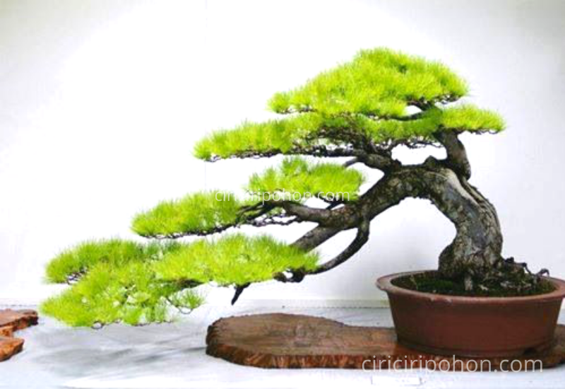 Detail Bonsai Model Hutan Nomer 28