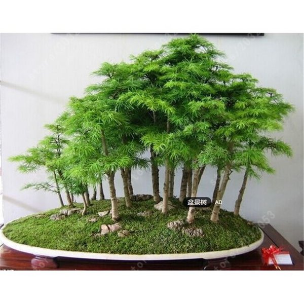 Detail Bonsai Model Hutan Nomer 41