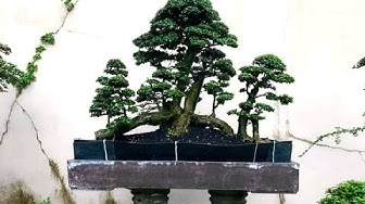 Detail Bonsai Model Hutan Nomer 45