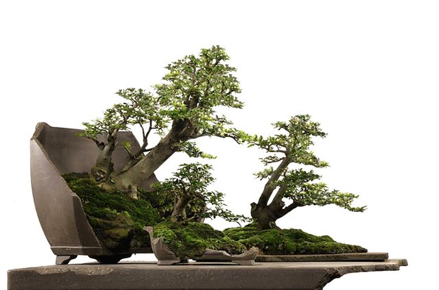 Detail Bonsai Model Hutan Nomer 46