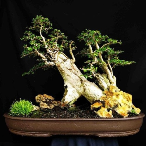 Detail Bonsai Model Hutan Nomer 47