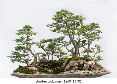 Detail Bonsai Model Hutan Nomer 49