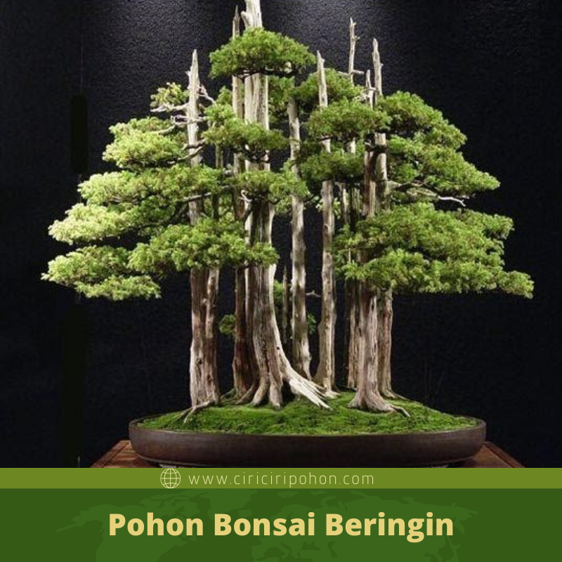 Detail Bonsai Model Hutan Nomer 52