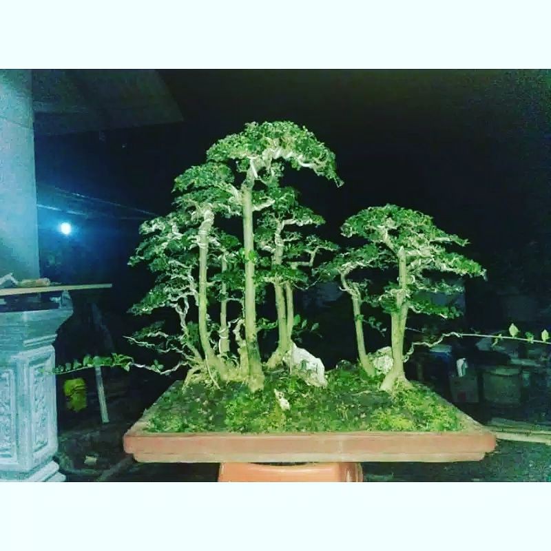 Detail Bonsai Model Hutan Nomer 54