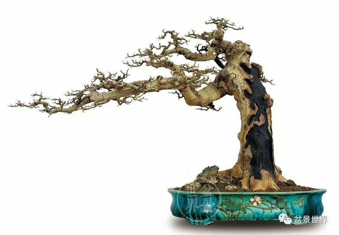 Bonsai Model Miring - KibrisPDR