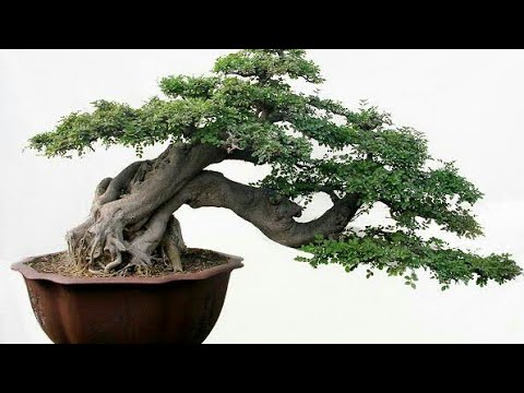 Detail Bonsai Model Miring Nomer 12