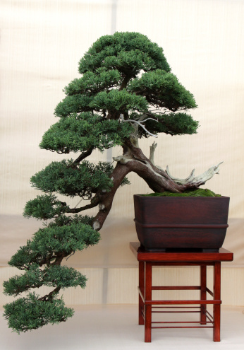 Detail Bonsai Model Miring Nomer 15