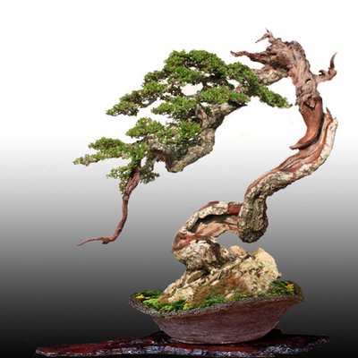 Detail Bonsai Model Miring Nomer 18