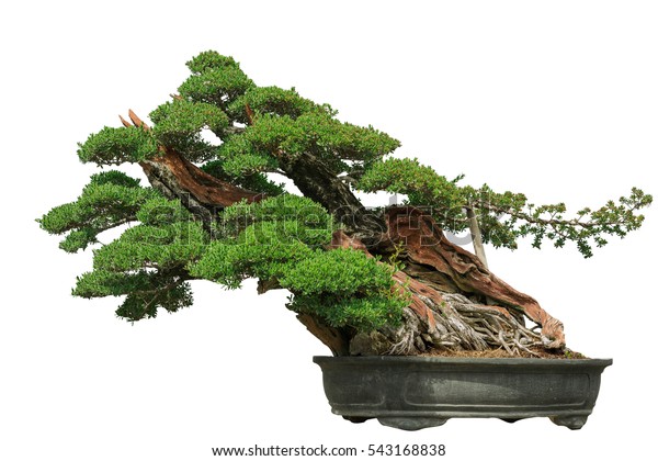 Detail Bonsai Model Miring Nomer 21