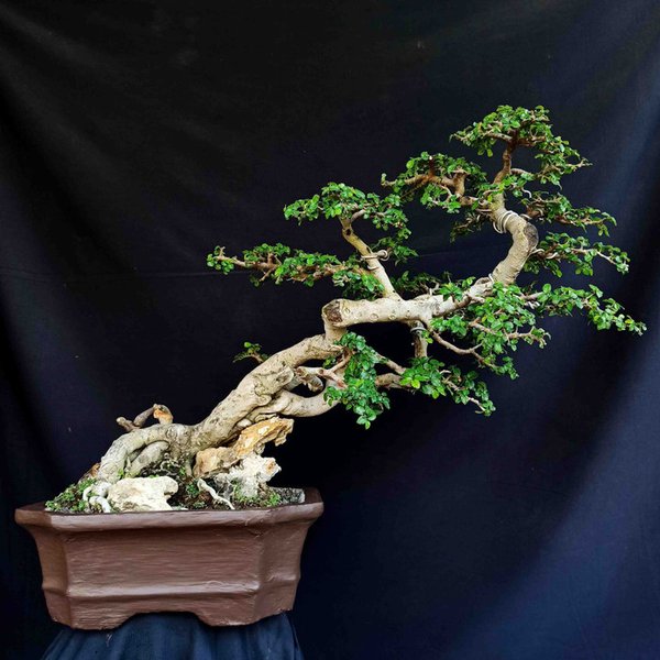 Detail Bonsai Model Miring Nomer 24