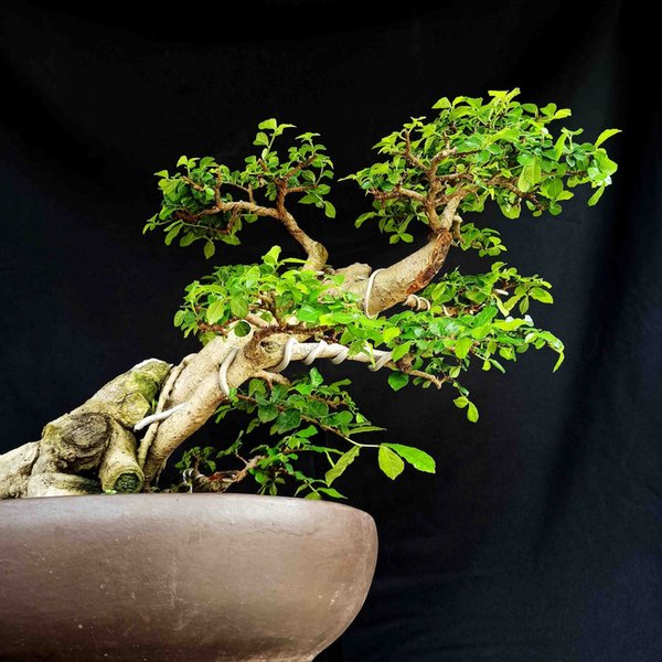 Detail Bonsai Model Miring Nomer 25