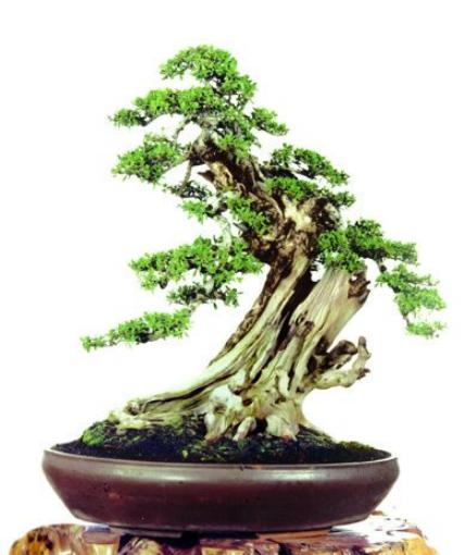 Detail Bonsai Model Miring Nomer 26