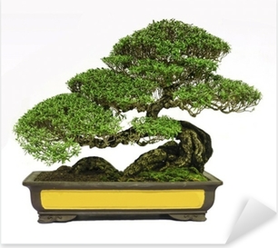 Detail Bonsai Model Miring Nomer 27